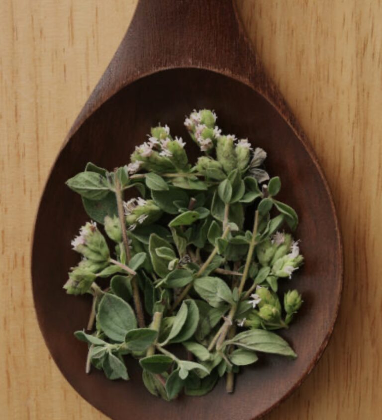 fresh oregano