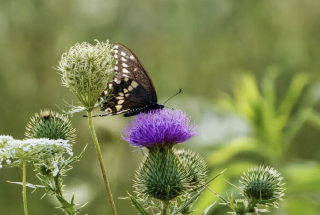 grow milk thistle