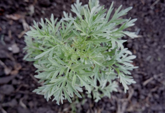 grow your own wormwood