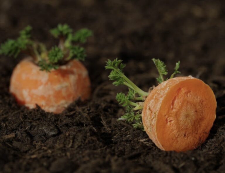 letting carrots going to seed