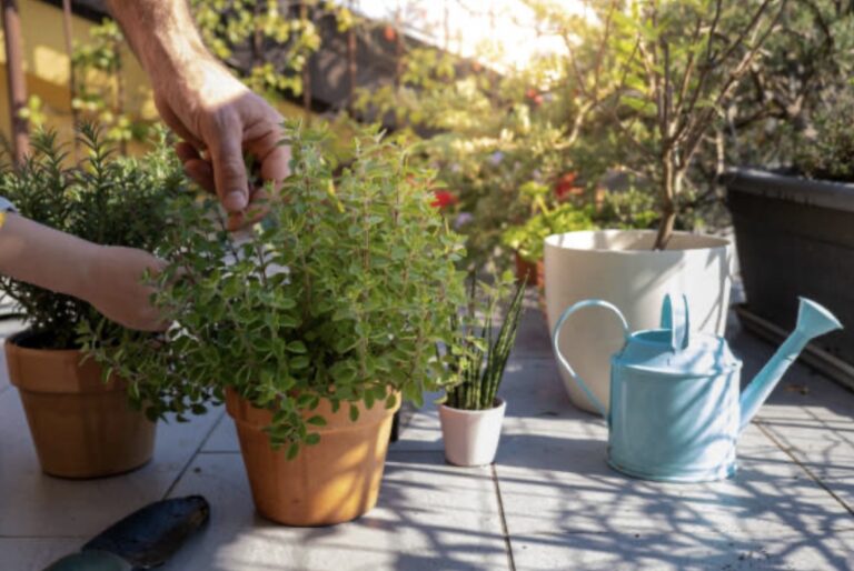 oregano grown in containers for tea