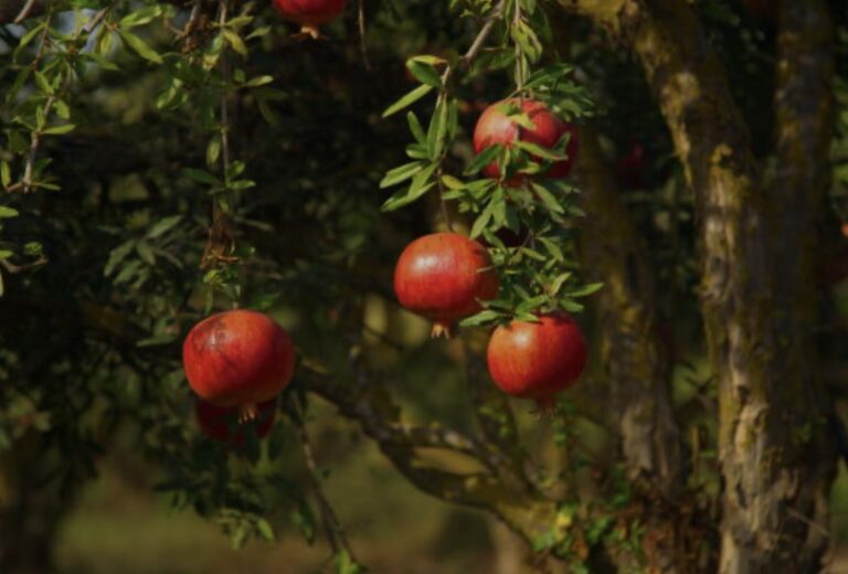 pomegranate orchard