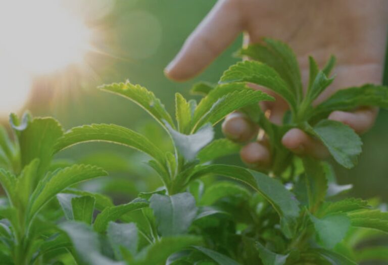 the stevia plant