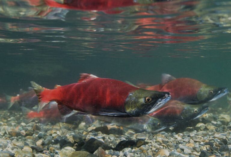 wild salmon vs farmed salmon